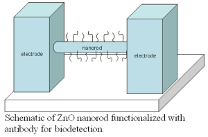 Schematic of ZnO nanorod functionalized with antibody for biodetection